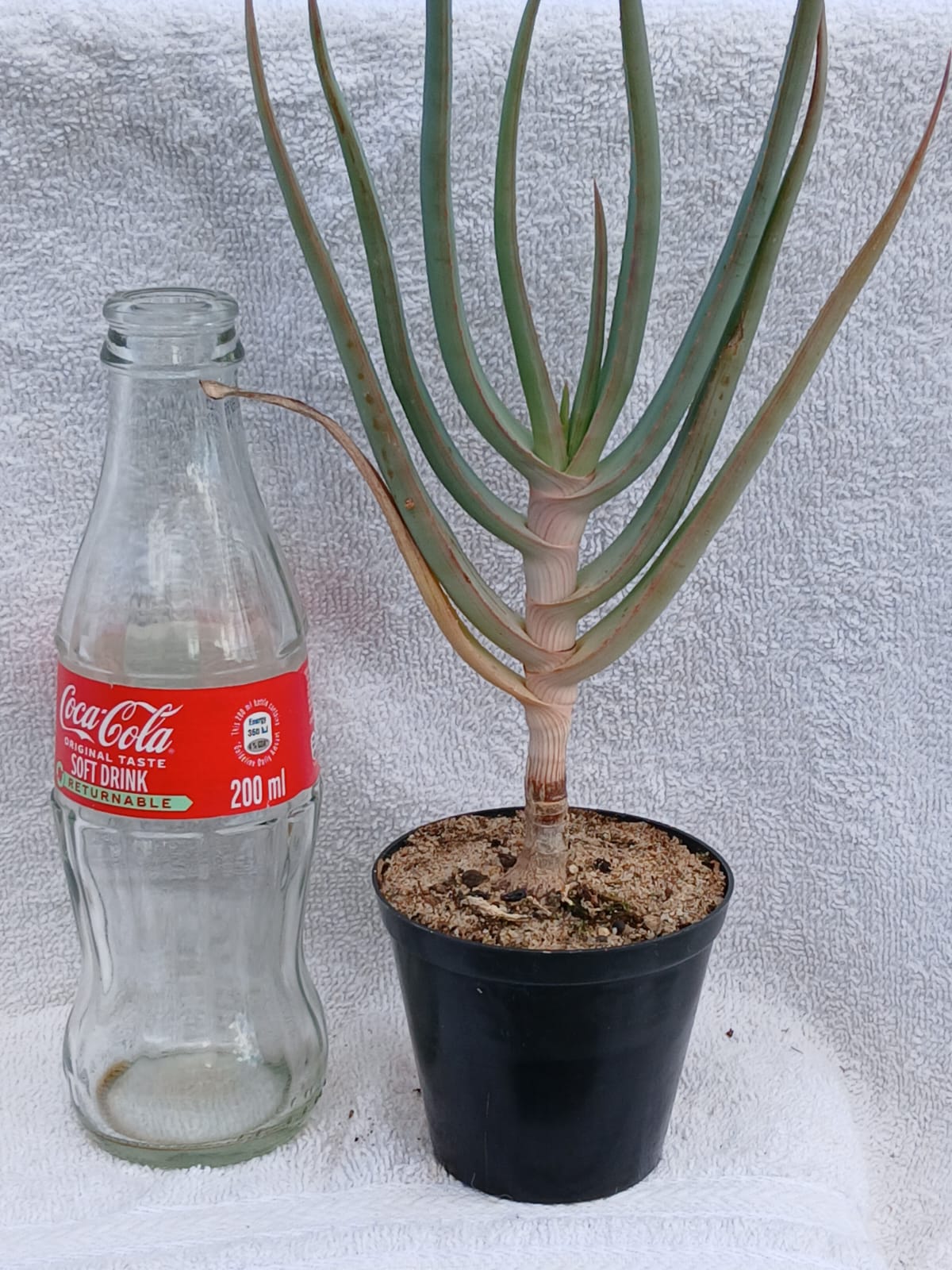 Aloe comosa