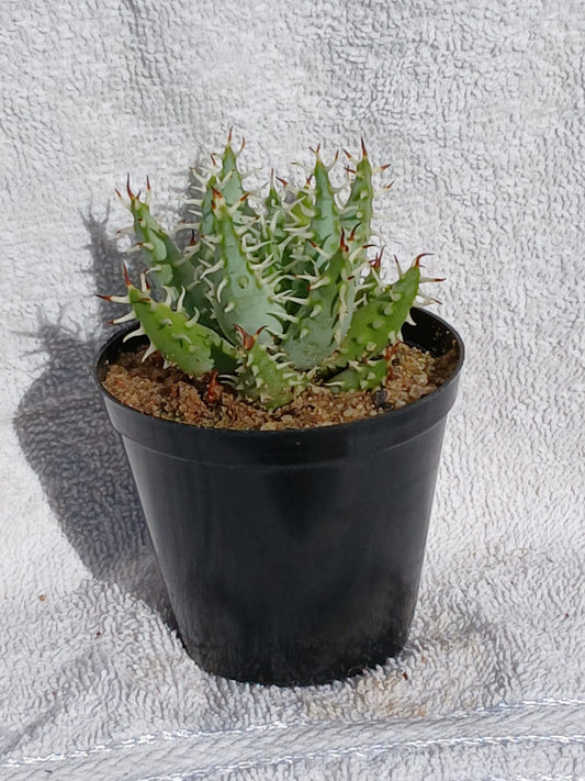 Aloe Erinacea