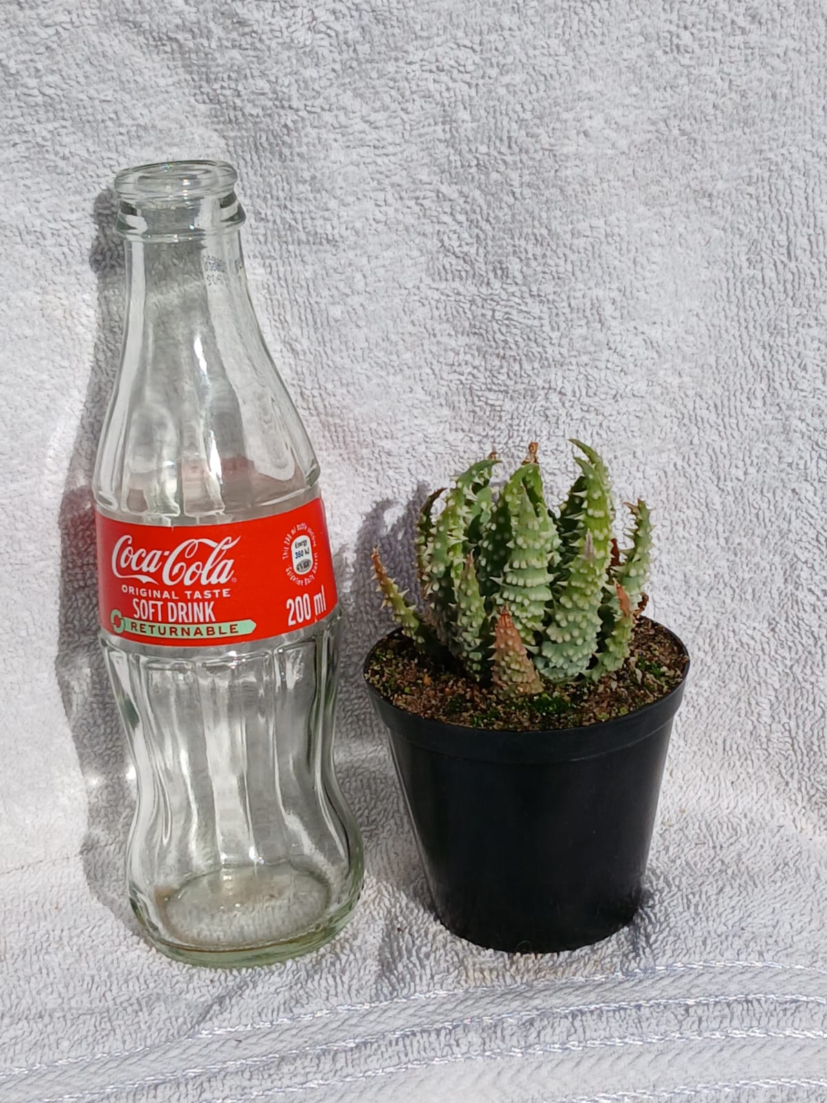 Aloe humilis hybrid