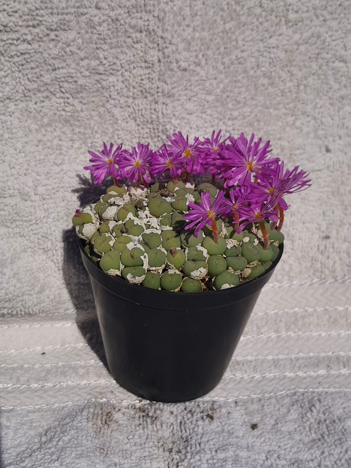 Conophytum minutum