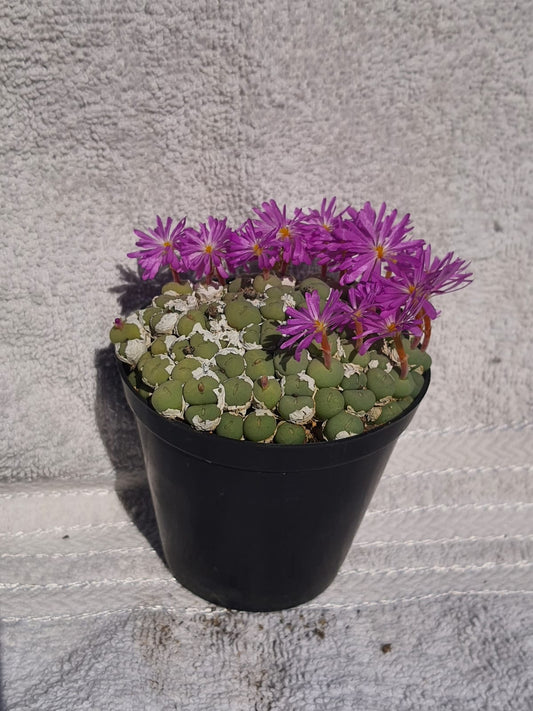 Conophytum minutum