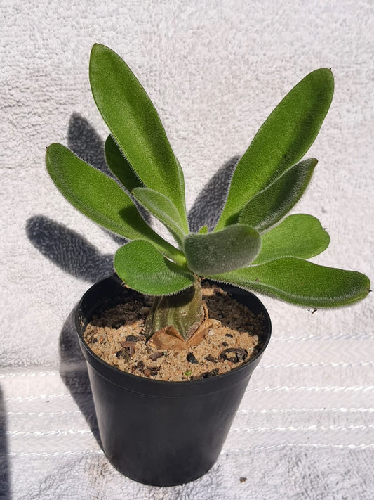 Tylecodon paniculatus (Botterboom)