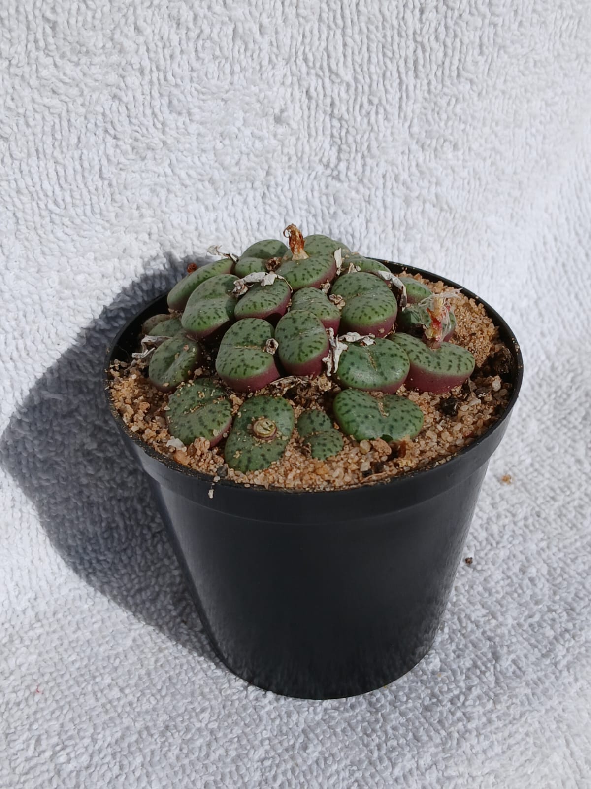 Conophytum obcordellum