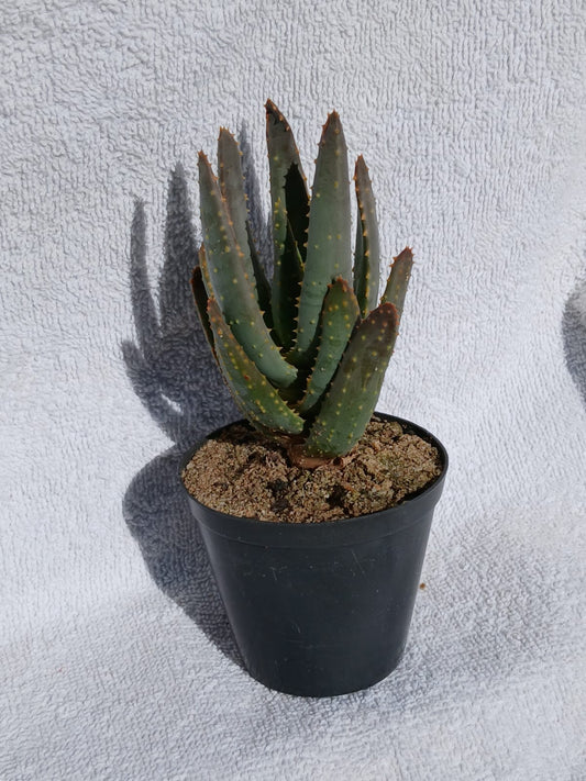 Aloidendron dichotomum/Kokerboom