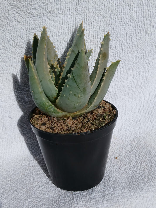 Aloe Pillansii
