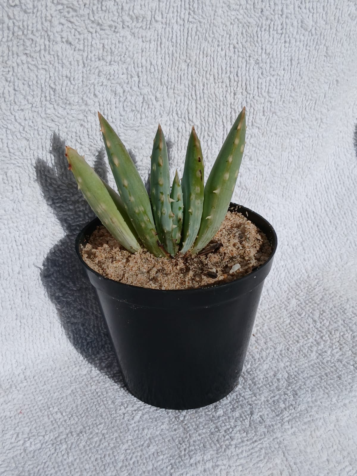 Aloe Longistyla