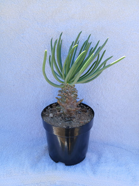 Tylecodon wallichii/Krimpsiekbos