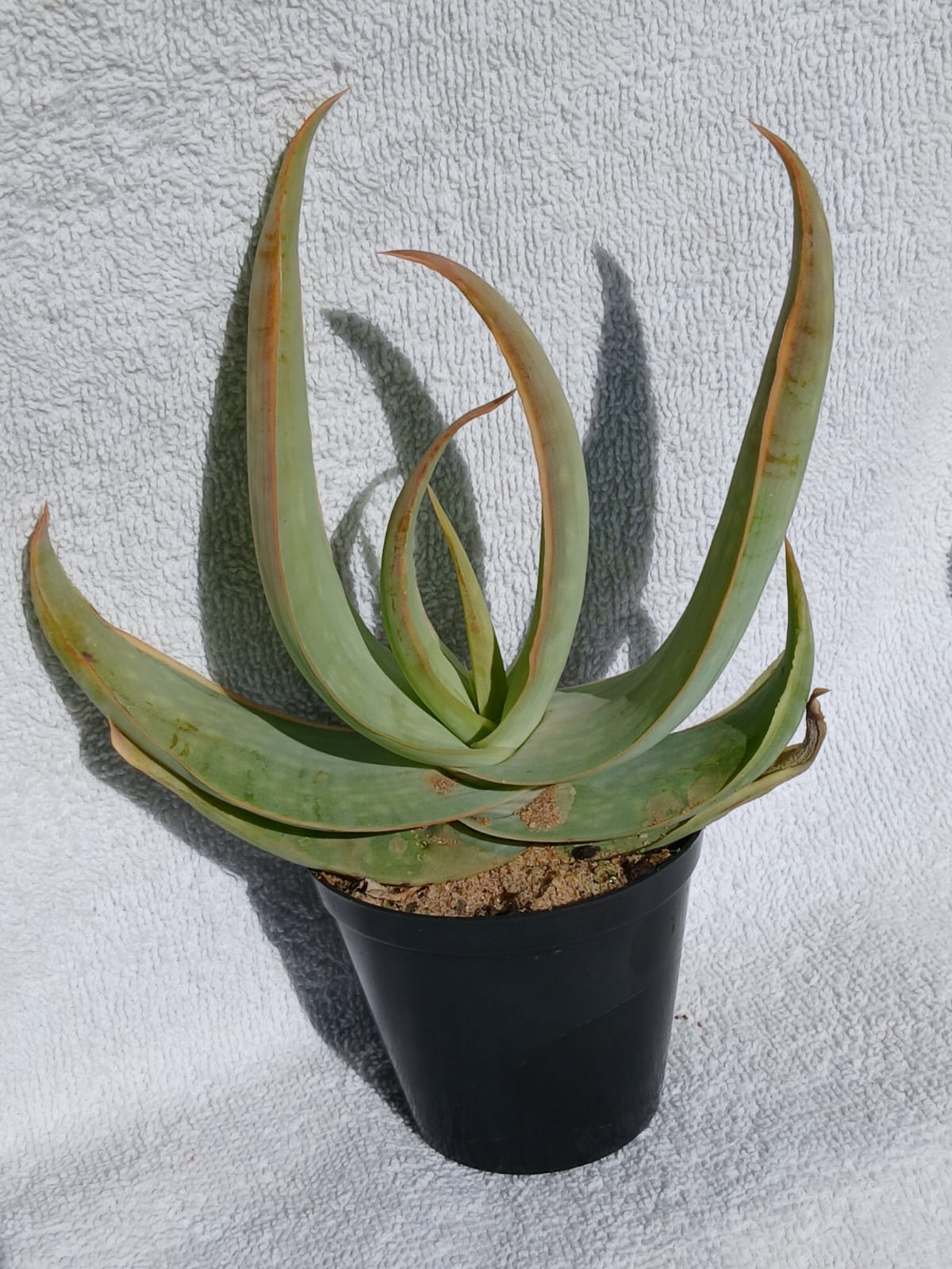 Aloe Buhrii