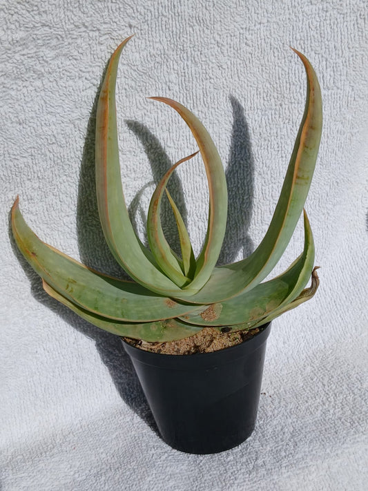 Aloe Buhrii