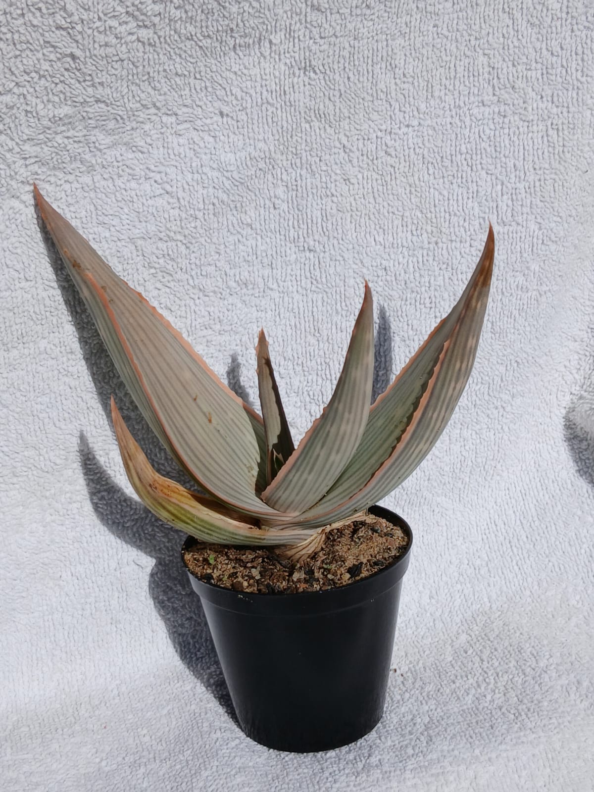 Aloe Karasbergensis