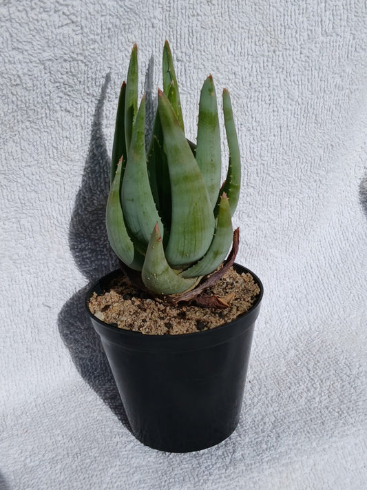 Aloe krapohliana