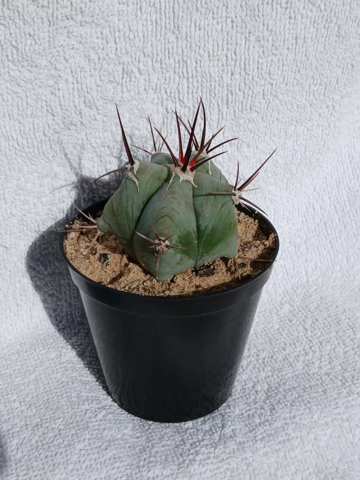 Echinocactus platyacanthus