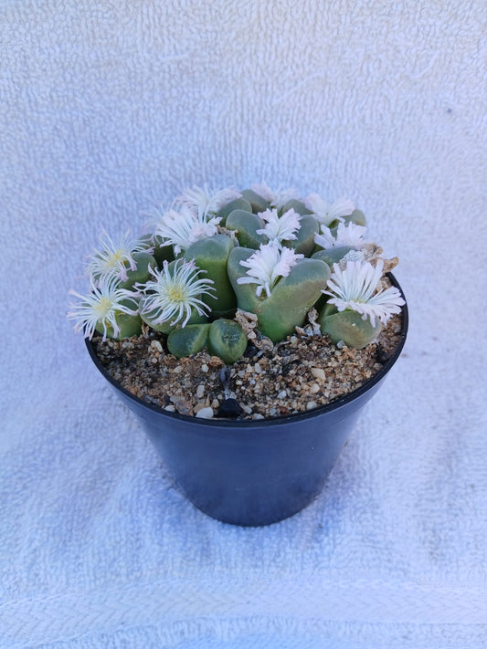 Conophytum Lydiae