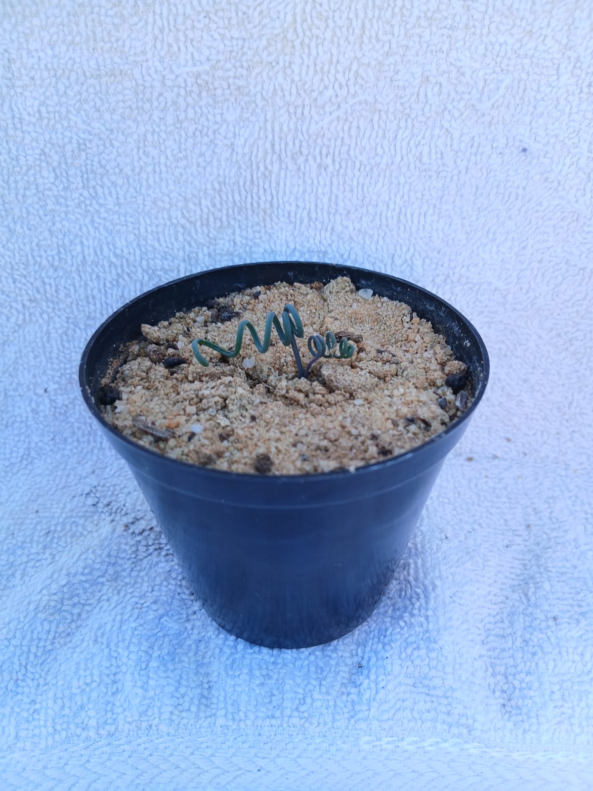 Albuca