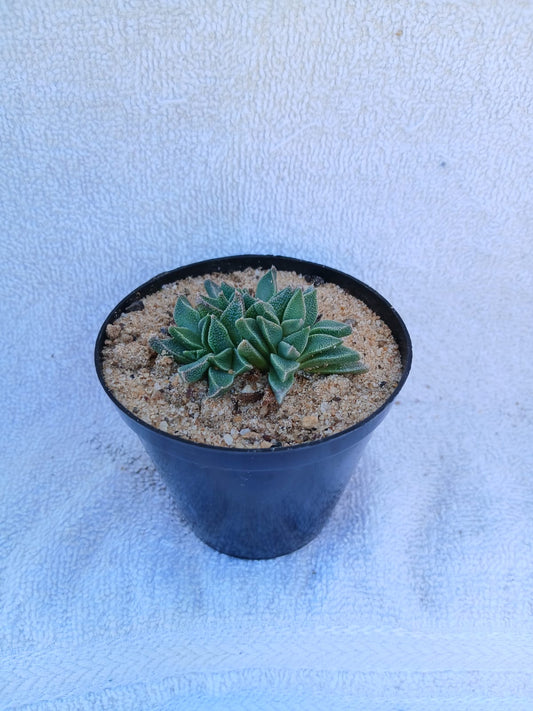 Nananthus aloides/Moervygie
