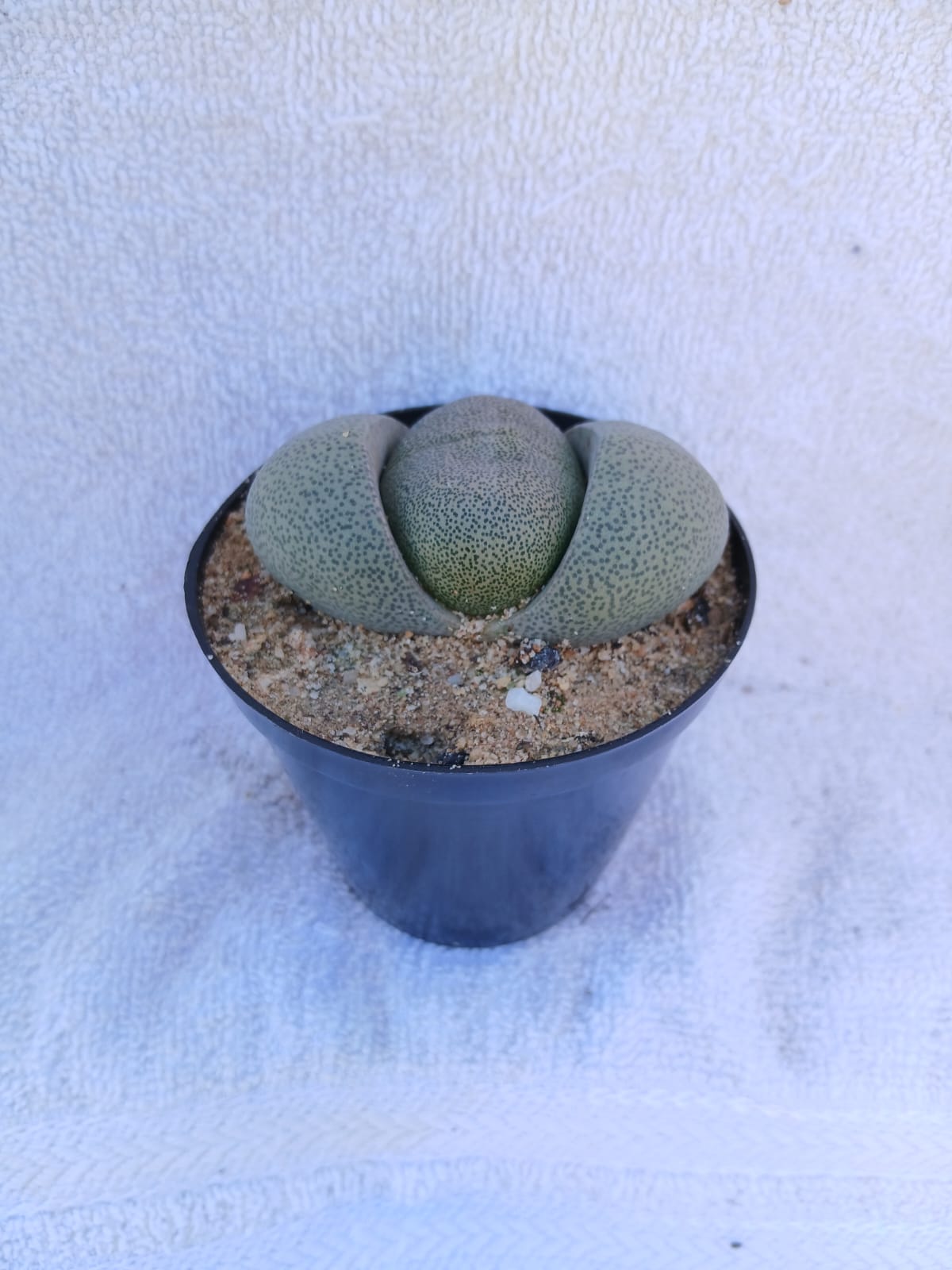 Pleiospilos nelii/Kwaggabal