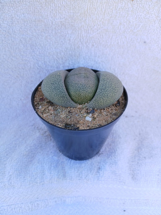 Pleiospilos nelii/Kwaggabal