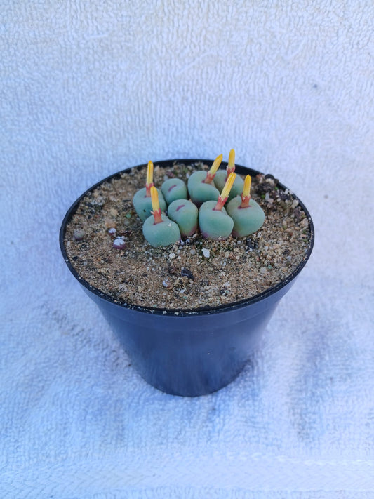 Conophytum pagea/Pink lips