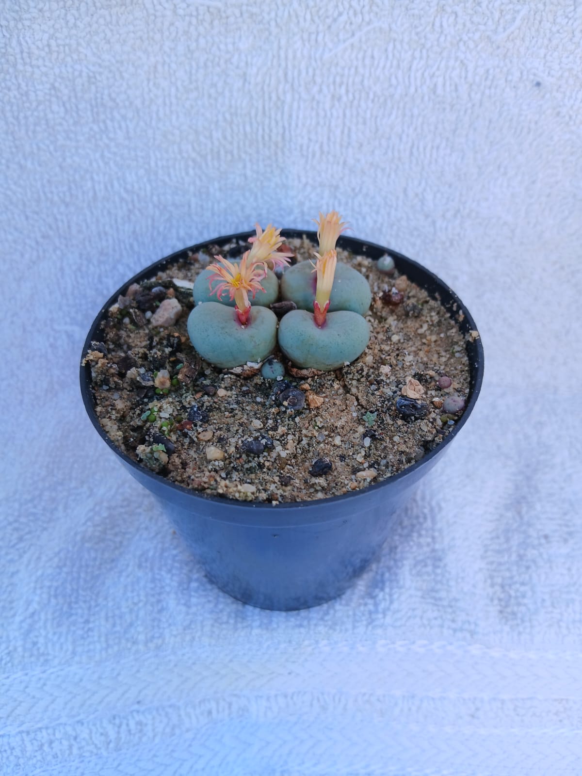 Conophytum pagea/pink lips