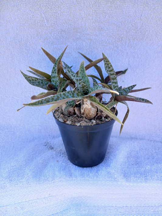 Scilla violacea/leopard lily