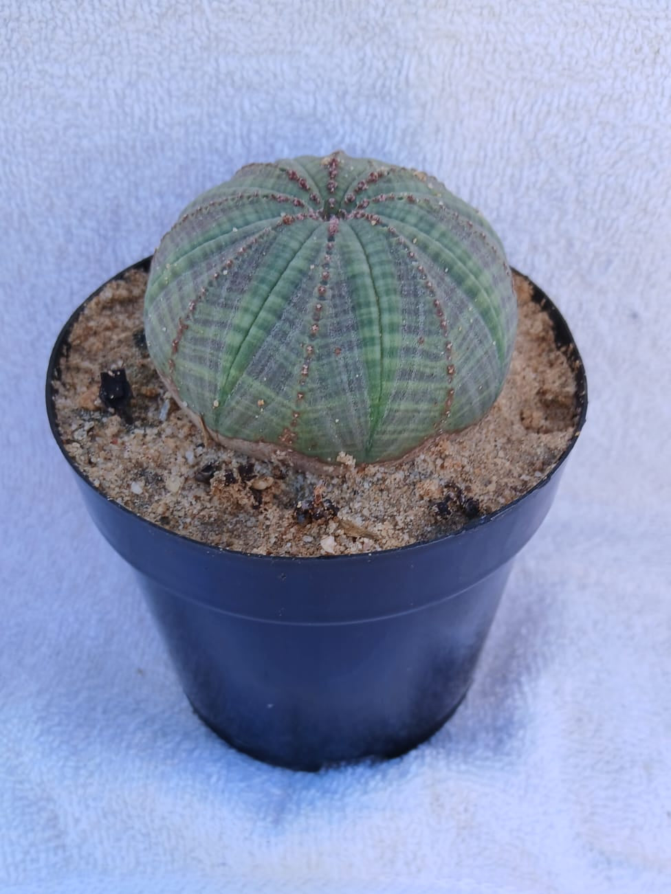 Euphorbia obesa/Zuluhut
