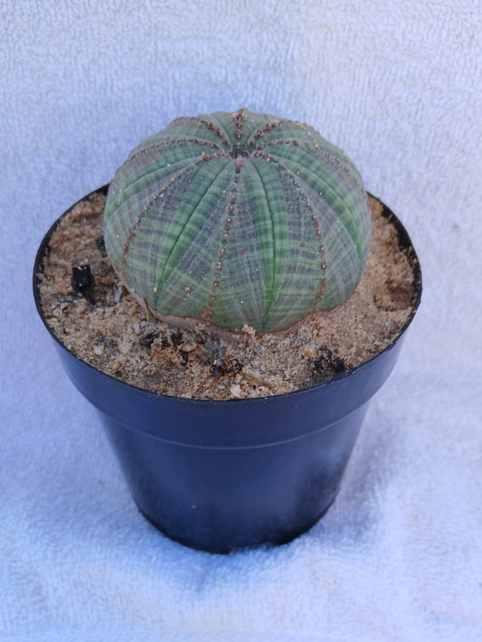 Euphorbia obesa/Zuluhut
