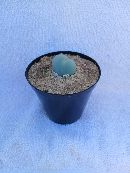 Conophytum calculus/Dobbelsteen