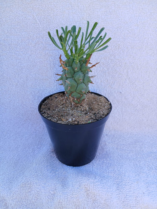 Euphorbia schoenlandii/Volstruisnek