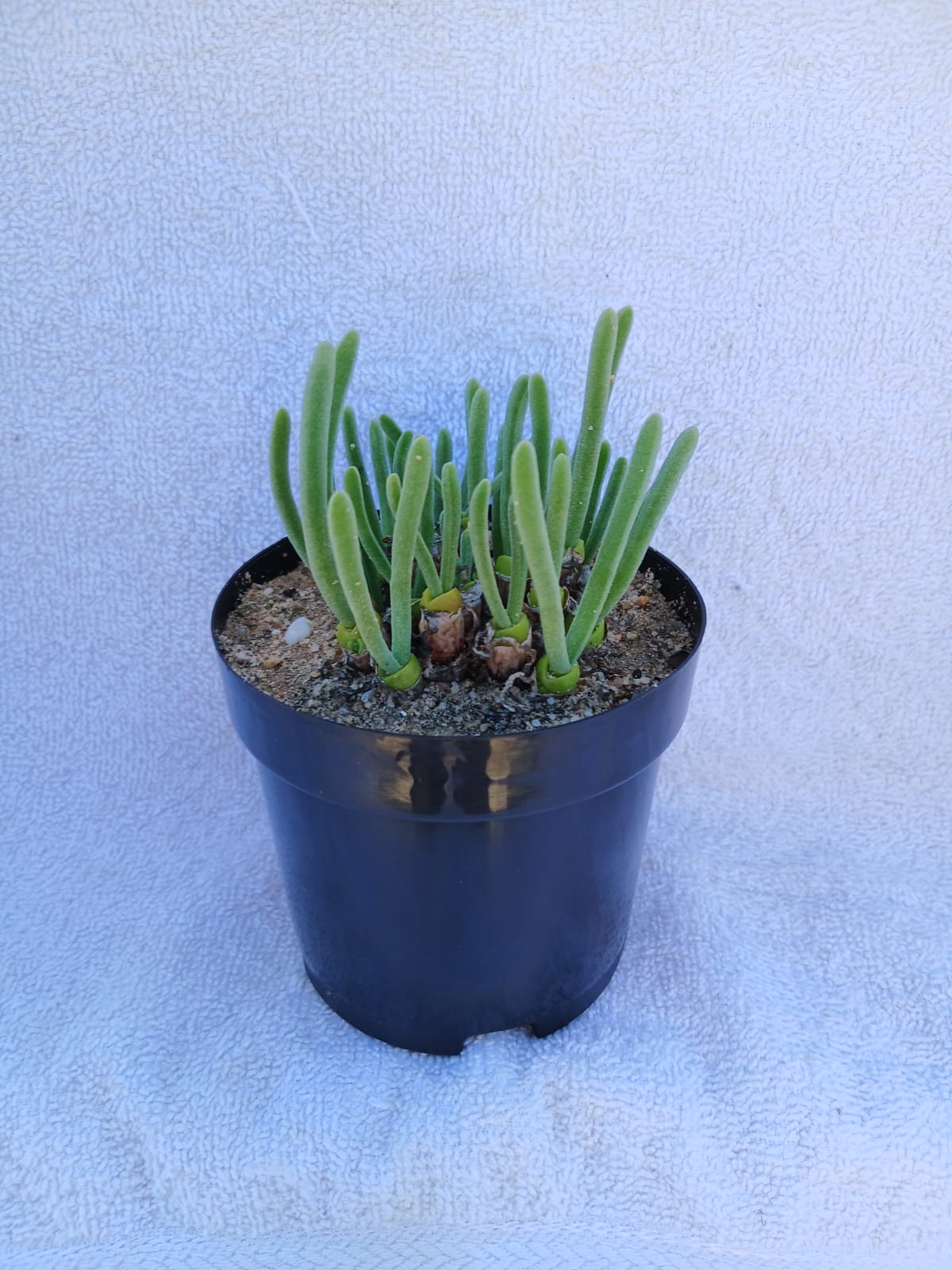 Monilaria moniliformis (Bobbejaanvingers)