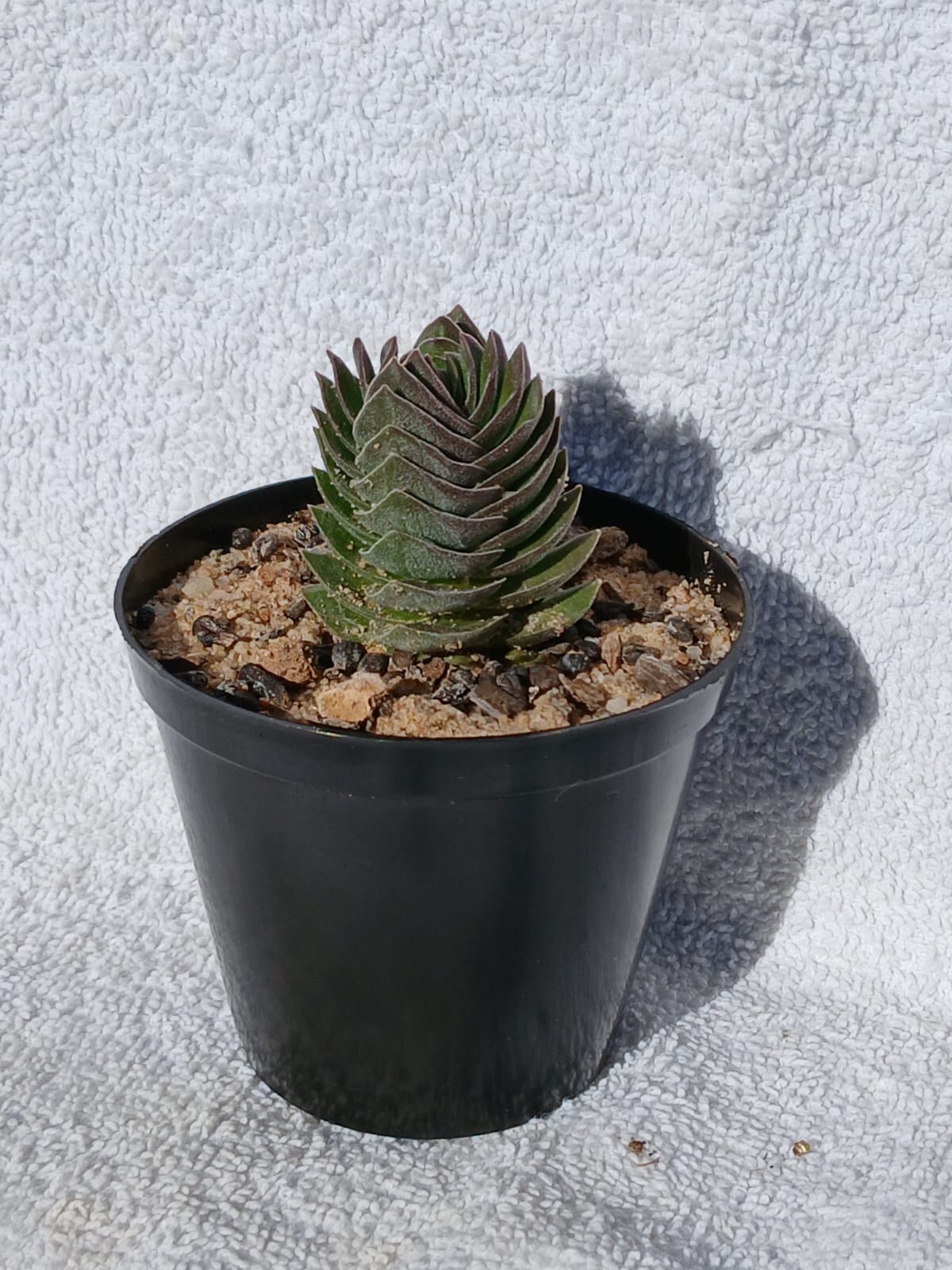 Crassula 'Budha's Temple'