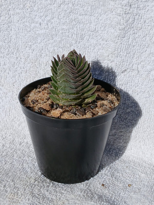 Crassula 'Budha's Temple'