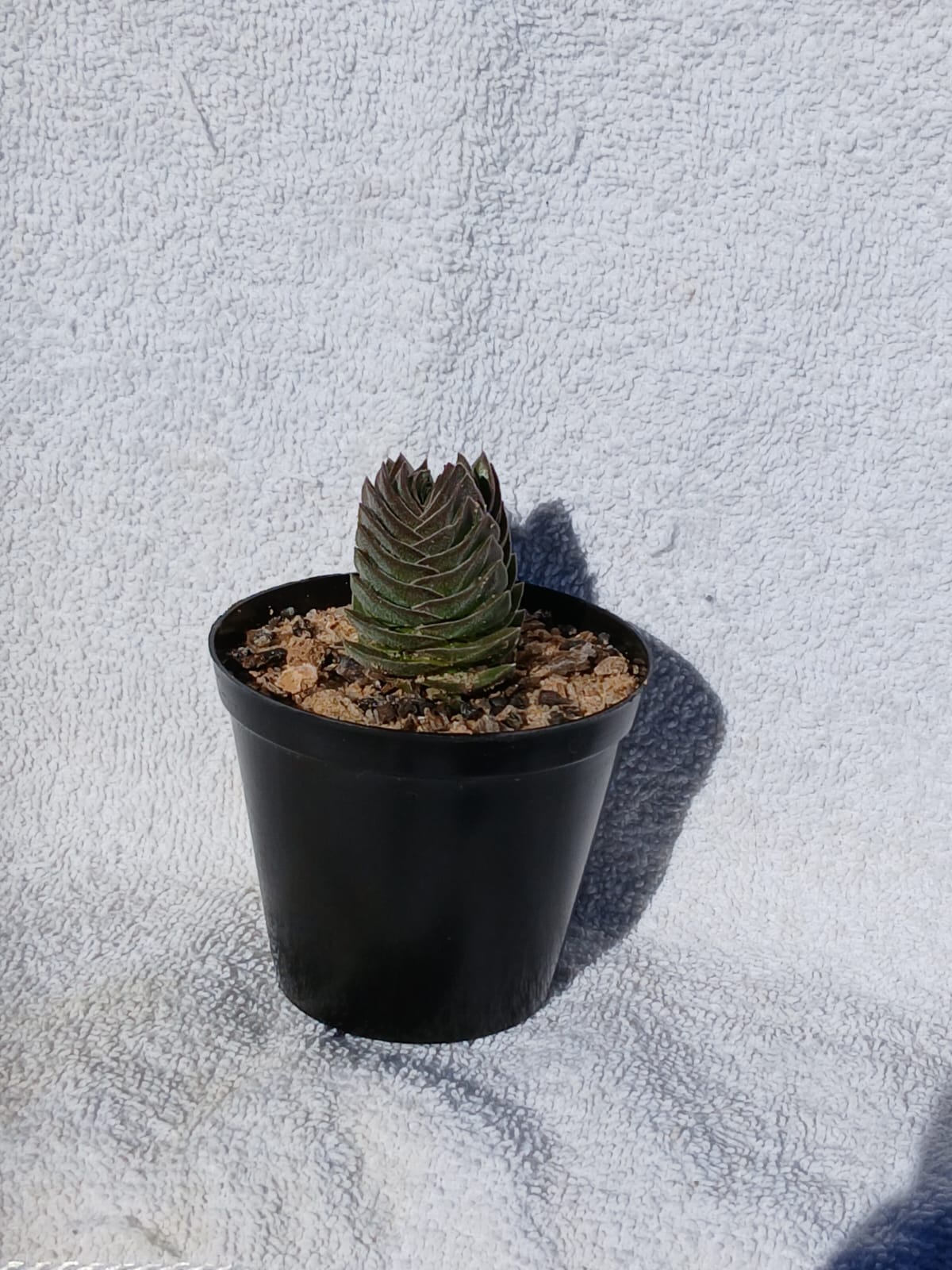 Crassula 'Budha's Temple'
