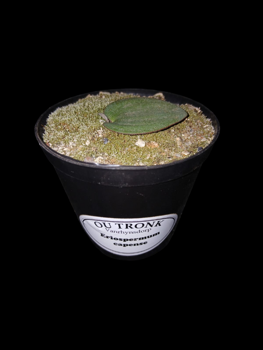 Eriospermum capense