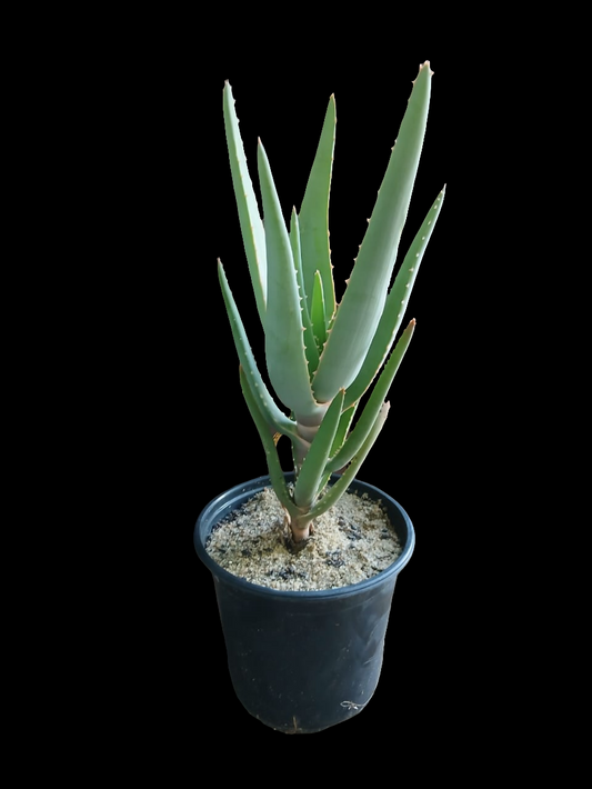 Aloe Masada