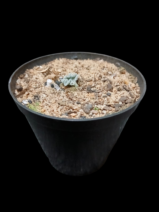 Eriospermum titanopsoides