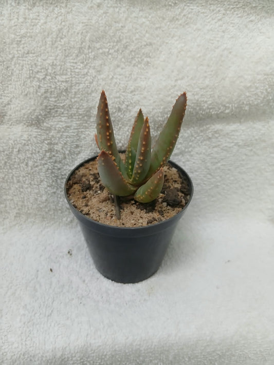 Aloidendron dichotomum/Kokerboom
