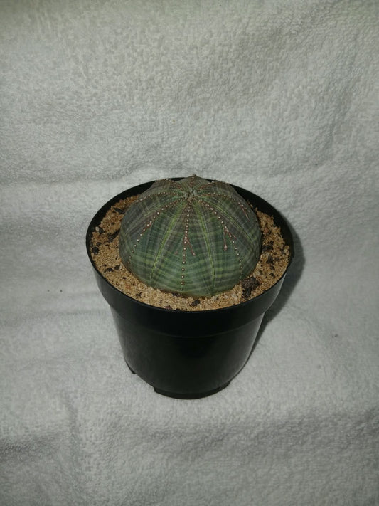 Euphorbia obesa/Zuluhut