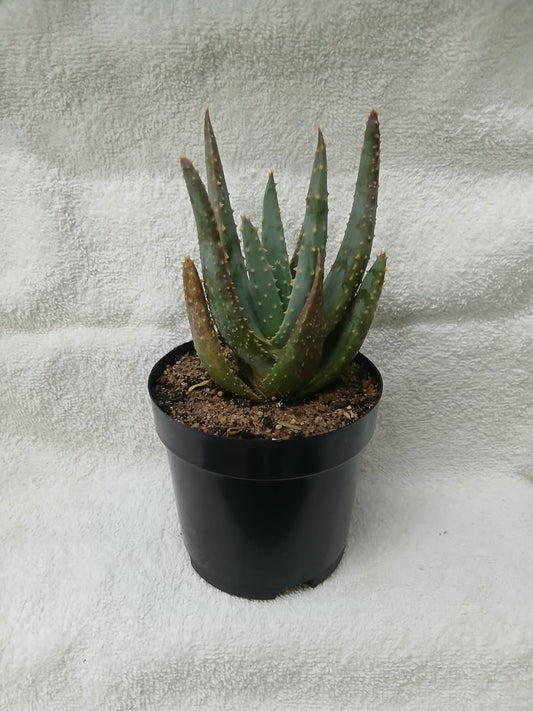 Aloidendron dichotomum/Kokerboom